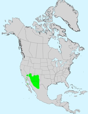 North America species range map for Abert's Creeping Zinnia, Sanvitalia abertii: Click image for full size map.